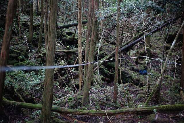 What is Aokigahara? All About The Most Haunted Forest in Japan | tsunagu Japan