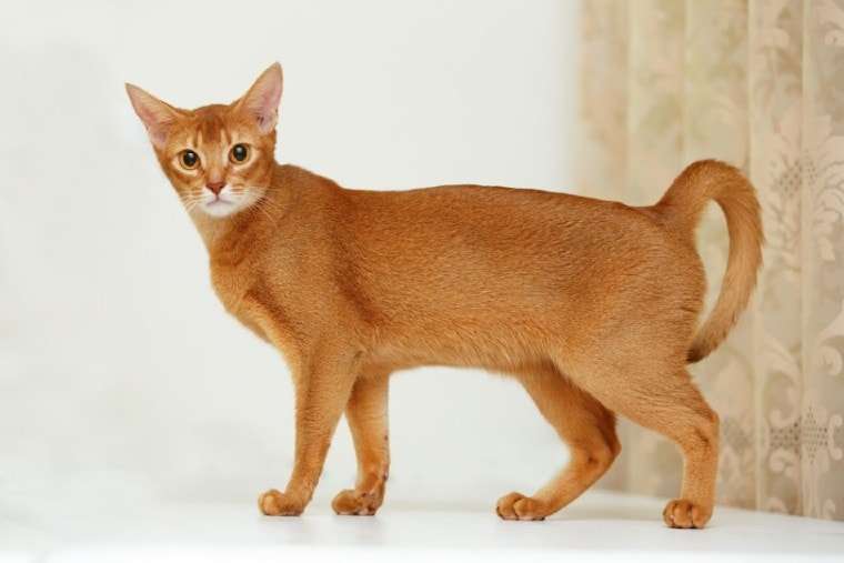 best breeds of cats to own in Japan 2021