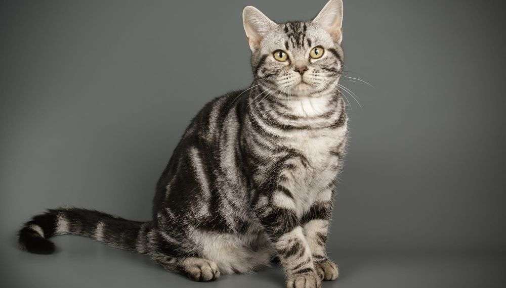 best breeds of cats to own in Japan 2021