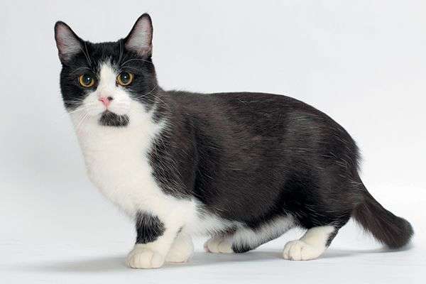 best breeds of cats to own in Japan 2021