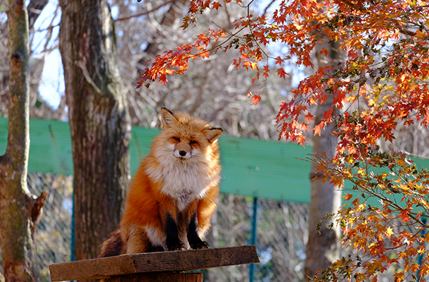 Where Is Fox Village