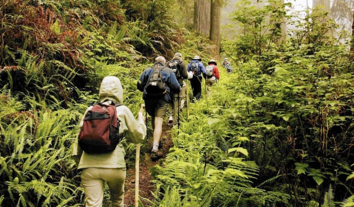 Why Japanese Doctors Are Prescribing Forest Bathing for Better Health