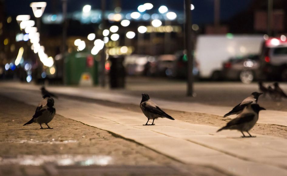 Crows in Tokyo drop nuts on roads