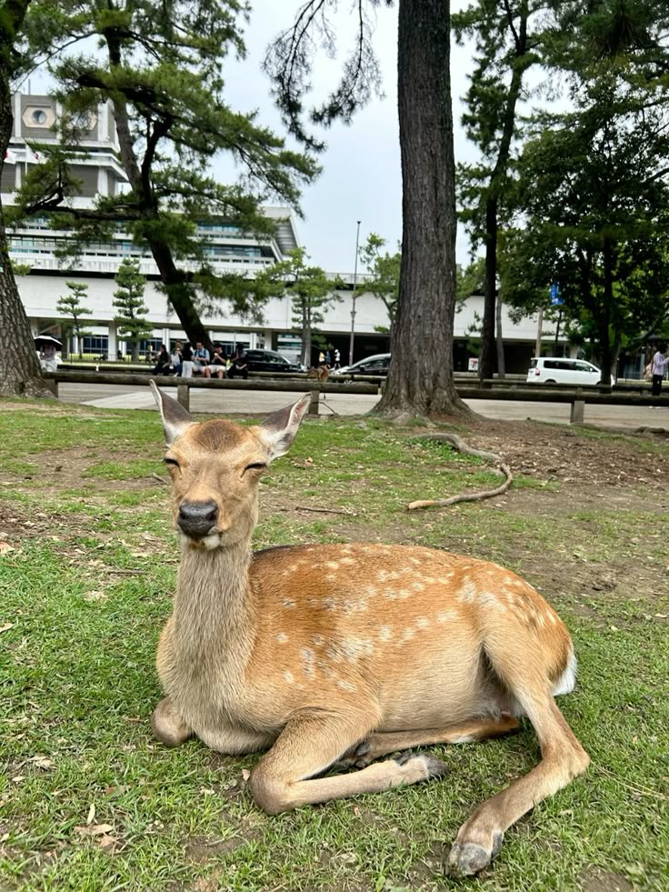Deer Bow Rituals in Nara