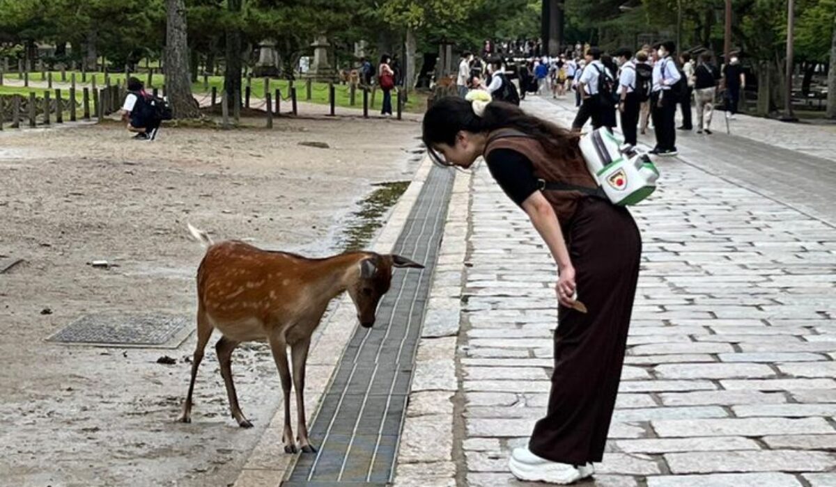 Deer Bow Rituals in Nara