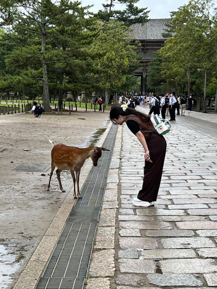 Deer Bow Rituals in Nara