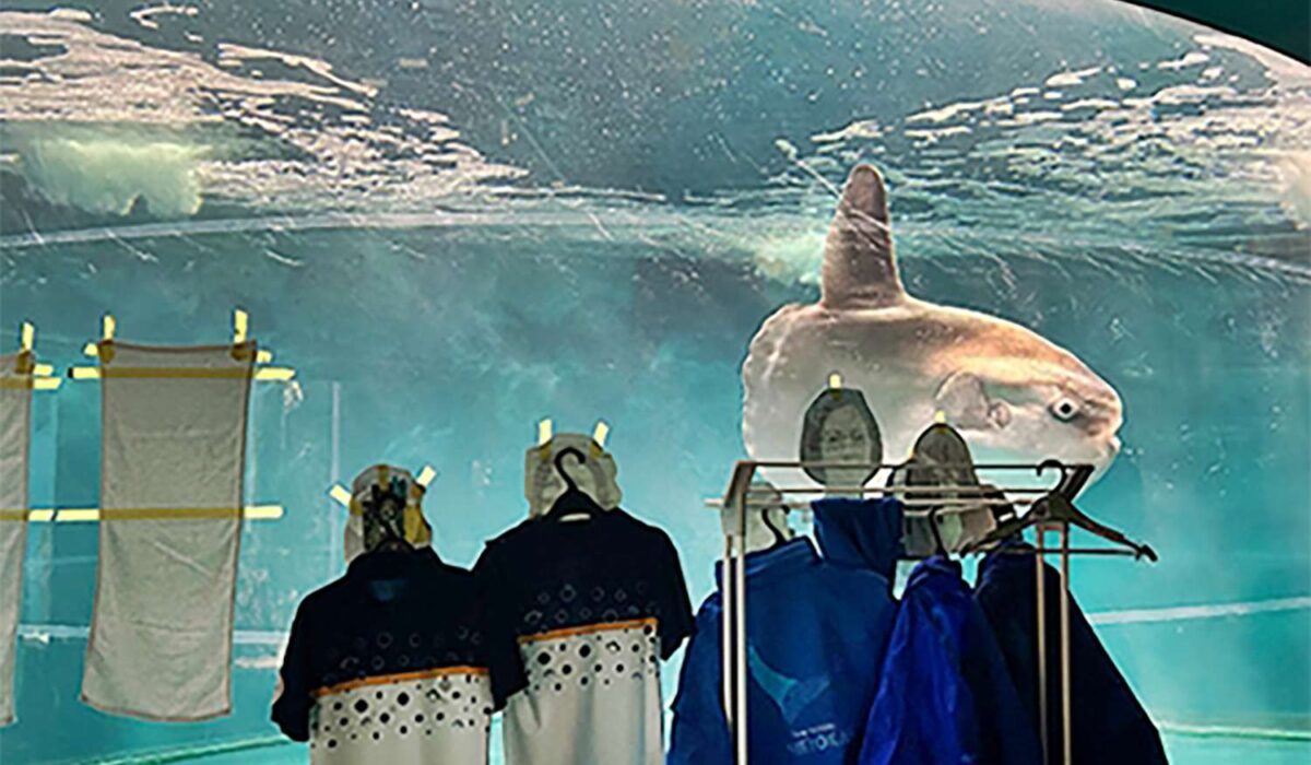 How Cardboard Companions Helped a Lonely Sunfish Feel Less Alone