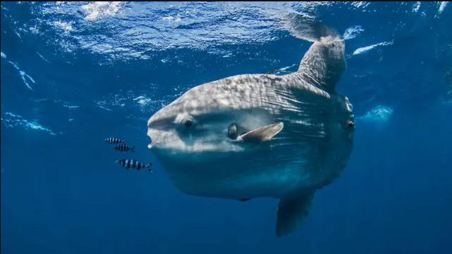 How Cardboard Companions Helped a Lonely Sunfish Feel Less Alone