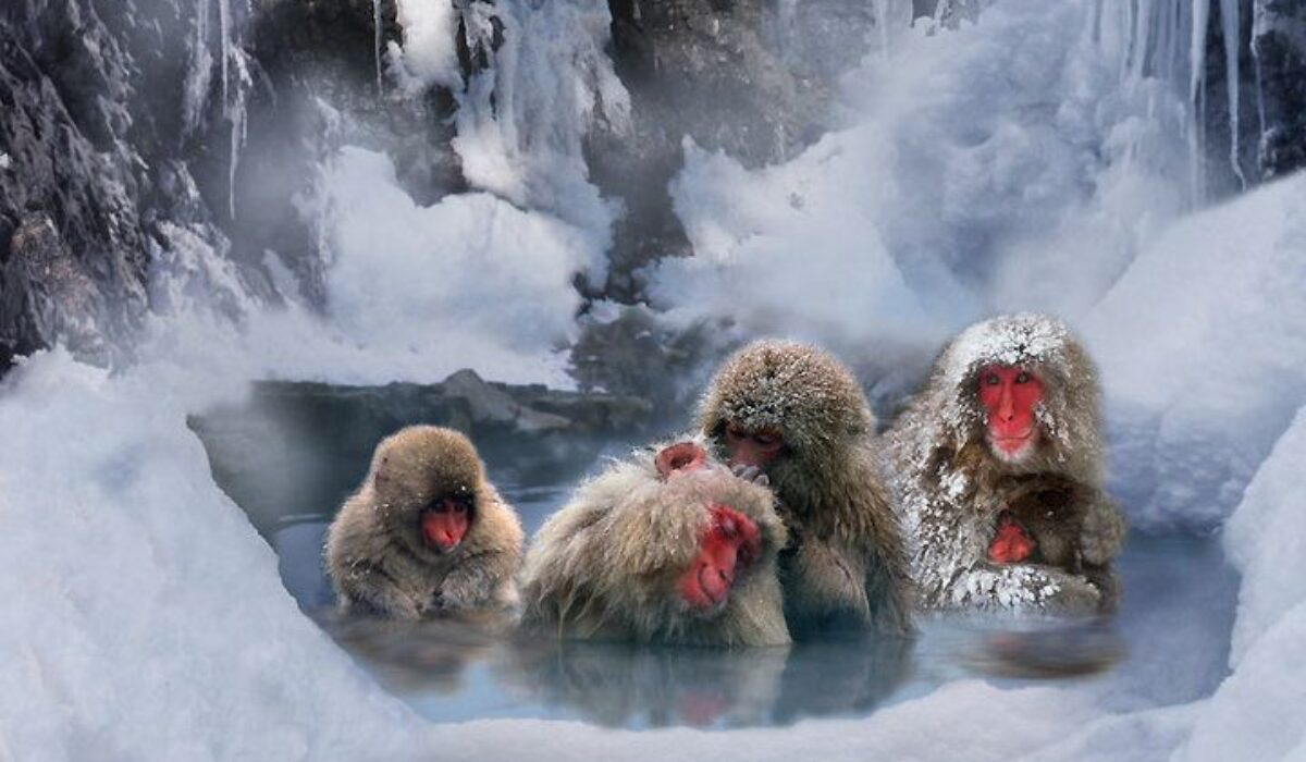Snow monkeys in Nagano bathe in hot springs while sipping on apples.