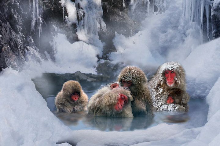 Snow monkeys in Nagano bathe in hot springs while sipping on apples.