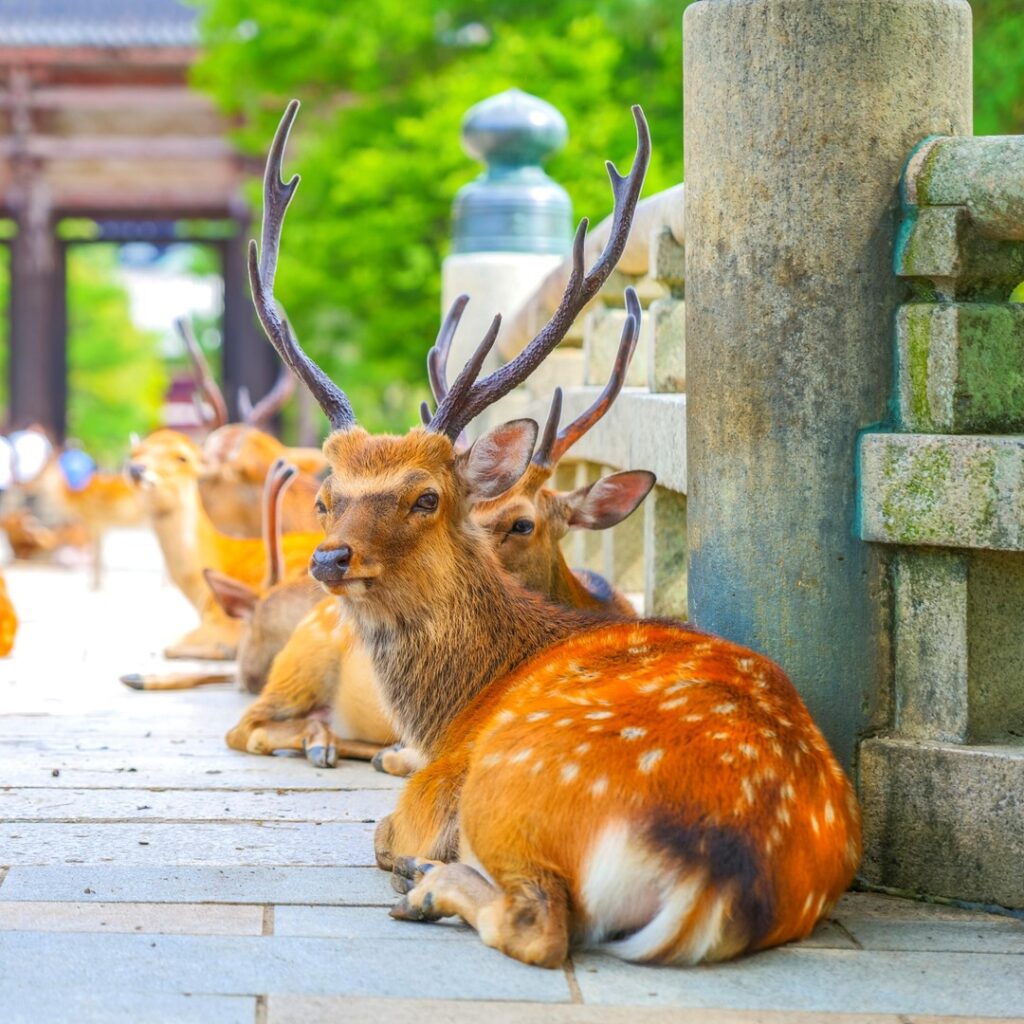 The Future of Nara’s Deer