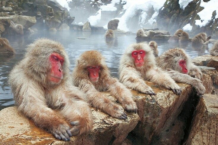 The Unique Lifestyle of Snow Monkeys in Nagano