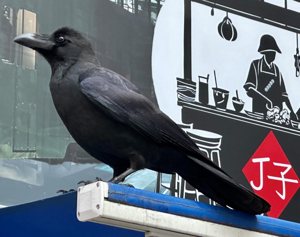 Crows in Tokyo drop nuts on roads