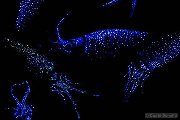 Toyama Bay (Firefly Squid) glowing beaches in japan