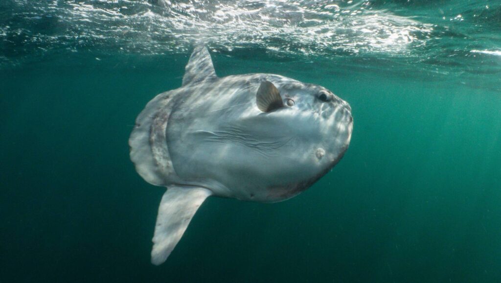 Why the Story of the Lonely Sunfish Matters