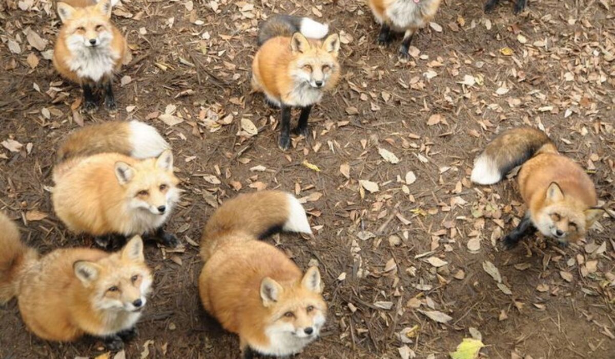 wild foxes in Miyagi