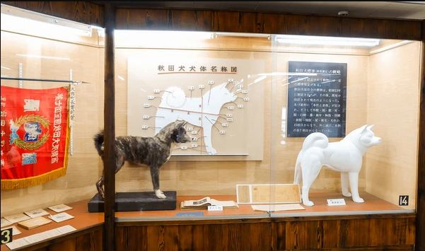 Inside the Akita Inu Museum in Odate City