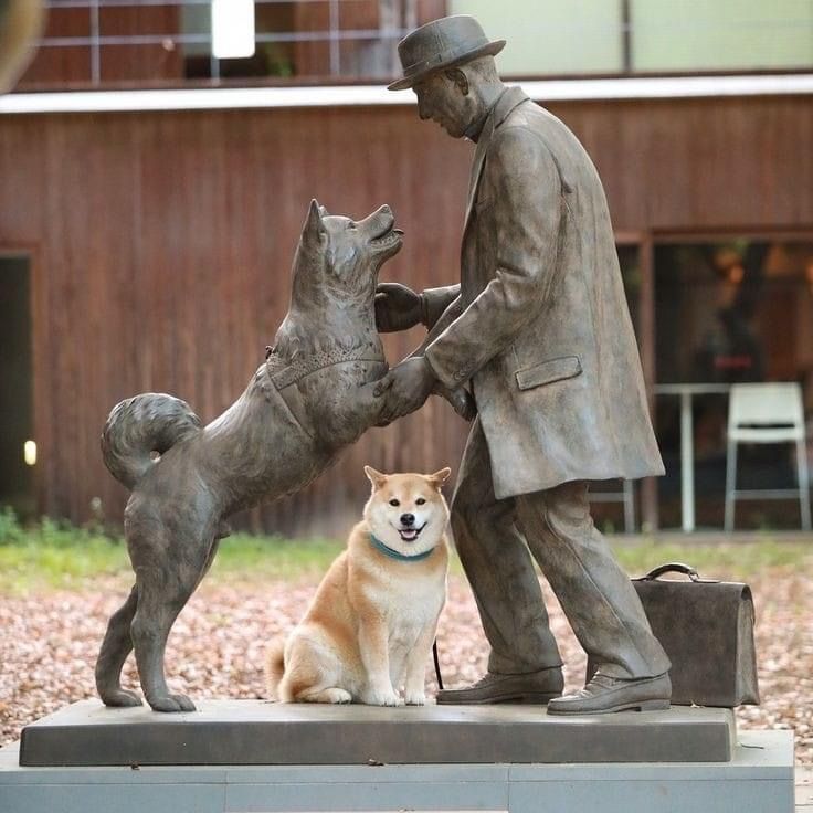 Meeting a Real Akita: A Dream for Dog Lovers